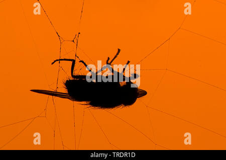 Mosca morta in spider web con sfondo arancione, Ungheria Foto Stock