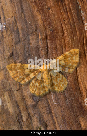 Piccola onda gialla (Hydrelia flammeolaria), sul legno morto, vista da sopra, Germania Foto Stock