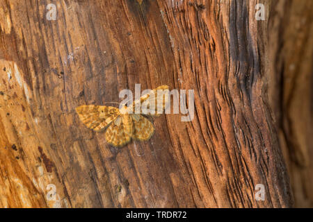 Piccola onda gialla (Hydrelia flammeolaria), sul legno morto, vista da sopra, Germania Foto Stock