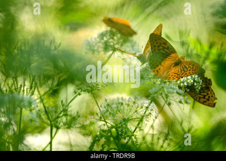 Argento-lavato fritillary (Argynnis paphia), gruppo su umbellifers, Ungheria Foto Stock