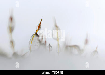 Moss nella neve con gocce d'acqua congelata, Ungheria Foto Stock