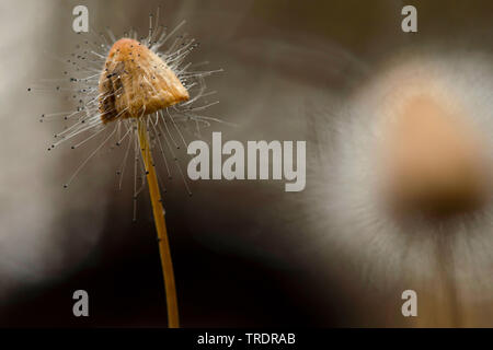 Stampo del cofano (Spinellus fusiger), zigote funghi su un cofano, Ungheria Foto Stock