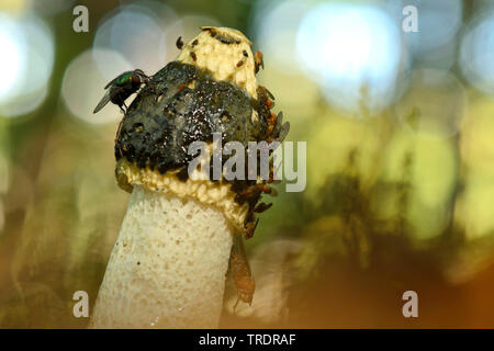 Stinkhorn (Phallus impudicus var. impudicus), con mosche, Ungheria Foto Stock