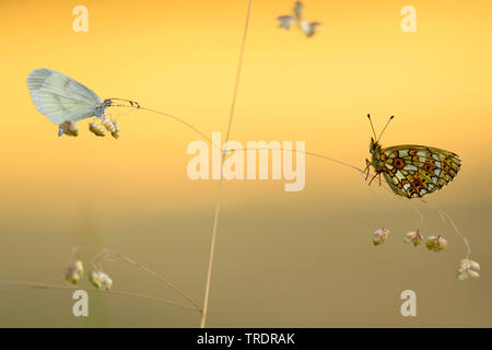 Piccola perla-delimitata fritillary (Clossiana selene, Boloria selene), in legno bianco e piccola perla-delimitata Fritillary sulla levetta di erba, Ungheria Foto Stock