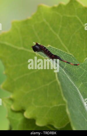 Puss Moth (Cerura vinula, Dicranura vinula), giovani alimentazione caterpillar sulla foglia di pioppo, Germania Foto Stock