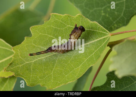 Puss Moth (Cerura vinula, Dicranura vinula), giovani alimentazione caterpillar sulla foglia di pioppo, Germania Foto Stock