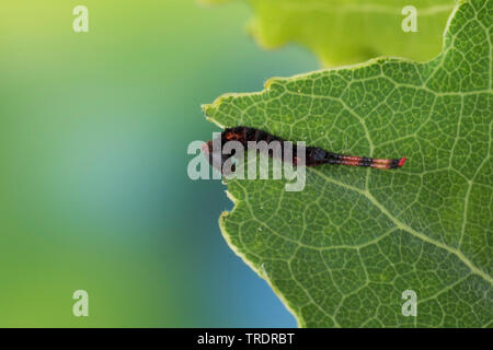 Puss Moth (Cerura vinula, Dicranura vinula), giovani alimentazione caterpillar sulla foglia di pioppo, Germania Foto Stock