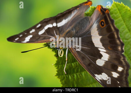 Viola imperatore (Apatura iris), femmina, aspiratore, Germania Foto Stock