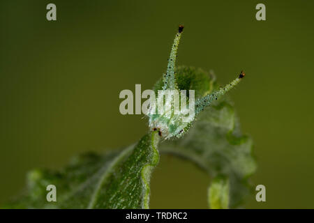 Viola imperatore (Apatura iris), Caterpillar su Willow leaf, Salix caprea, Germania Foto Stock