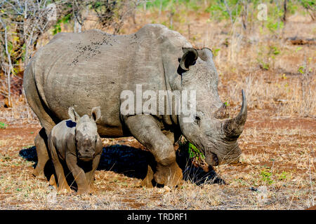 Rinoceronte bianco, quadrato-rhinoceros a labbro, erba rinoceronte (Ceratotherium simum), madre di vitello, Sud Africa - Mpumalanga Kruger National Park Foto Stock
