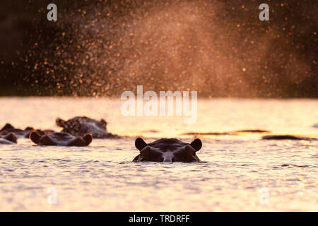 Ippopotamo, ippopotami, comune ippopotamo (Hippopotamus amphibius), gruppo nuotare nel fiume al tramonto, Sud Africa - Mpumalanga Kruger National Park Foto Stock