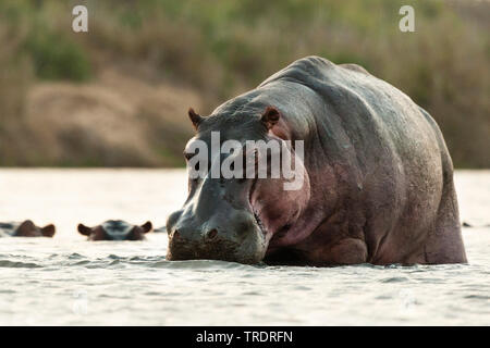 Ippopotamo, ippopotami, comune ippopotamo (Hippopotamus amphibius), in piedi nel fiume, Sud Africa - Mpumalanga Kruger National Park Foto Stock