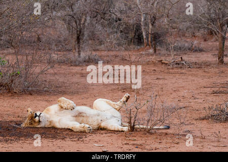 Lion (Panthera leo), riposo leonessa, Sud Africa - Mpumalanga Kruger National Park Foto Stock