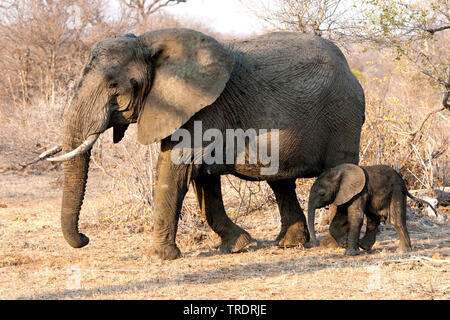 Elefante africano (Loxodonta africana), mucca elefante con vitello nella savana, vista laterale, Sud Africa - Mpumalanga Kruger National Park Foto Stock