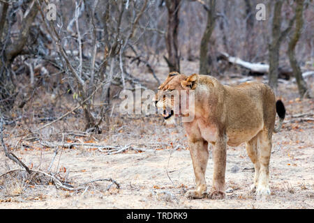 Lion (Panthera leo), sbadigli, Sud Africa - Mpumalanga Kruger National Park Foto Stock