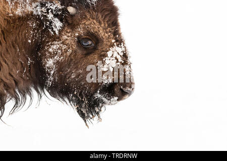 Bisonti americani, Buffalo (Bison bison), ritratto in inverno, vista laterale, USA, Wyoming, il Parco Nazionale di Yellowstone Foto Stock