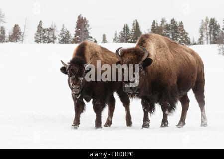 Bisonti americani, Buffalo (Bison bison), due bufali in piedi a fianco a fianco nella neve , STATI UNITI, Wyoming, il Parco Nazionale di Yellowstone Foto Stock