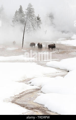 Bisonti americani, Buffalo (Bison bison), allevamento in piedi vicino a una primavera calda in inverno, USA, Wyoming, il Parco Nazionale di Yellowstone Foto Stock