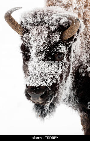 Bisonti americani, Buffalo (Bison bison), ritratto in inverno, vista frontale, USA, Wyoming, il Parco Nazionale di Yellowstone Foto Stock