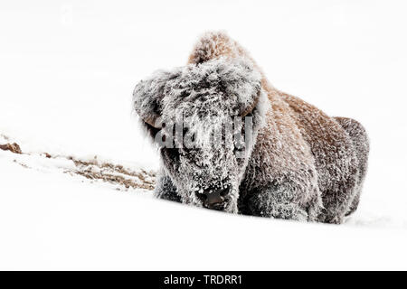 Bisonti americani, Buffalo (Bison bison), giacente coperto con trasformata per forte gradiente frost nella neve, vista frontale, USA, Wyoming, il Parco Nazionale di Yellowstone Foto Stock