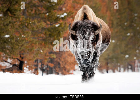 Bisonti americani, Buffalo (Bison bison), in piedi nella neve, vista frontale, USA, Wyoming, il Parco Nazionale di Yellowstone Foto Stock