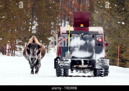 Bisonti americani, Buffalo (Bison bison), passeggiate nella neve accanto a via veicolo, vista frontale , STATI UNITI, Wyoming, il Parco Nazionale di Yellowstone Foto Stock