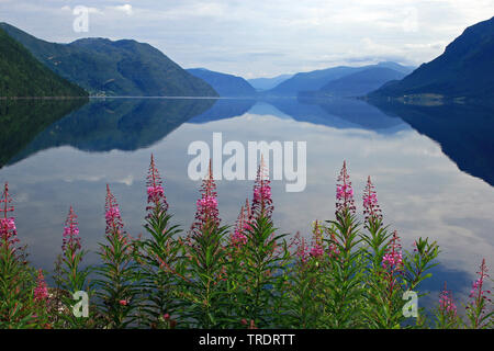 Fireweed, fioritura sally, Rosebay willow-erba, grande willow-herb (Epilobium angustifolium, Chamerion angustifolium), Hornindalsvatn Europa il lago più profondo, Norvegia Foto Stock