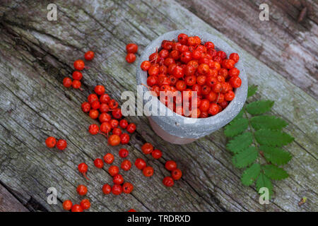 European mountain-cenere, rowan tree (Sorbus aucuparia), mountain-bacche di cenere Foto Stock