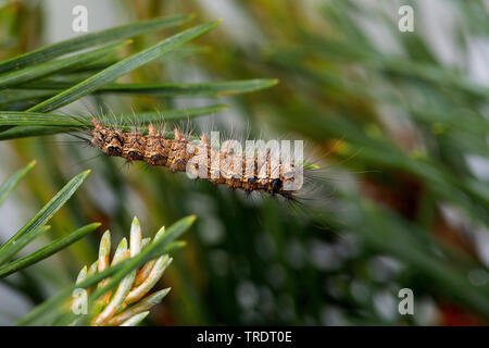 Archi nero (Lymantria monacha), Caterpillar alimentazione su Pino, Germania Foto Stock