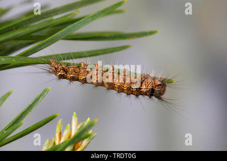 Archi nero (Lymantria monacha), Caterpillar alimentazione su Pino, Germania Foto Stock