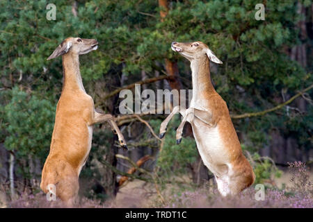 Il cervo (Cervus elaphus), due cerve combattimenti, Paesi Bassi Foto Stock