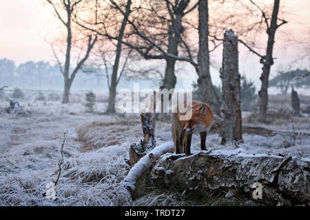 Red Fox (Vulpes vulpes vulpes), permanente al gelo su un gambo di albero e guardandosi attorno, Paesi Bassi Foto Stock