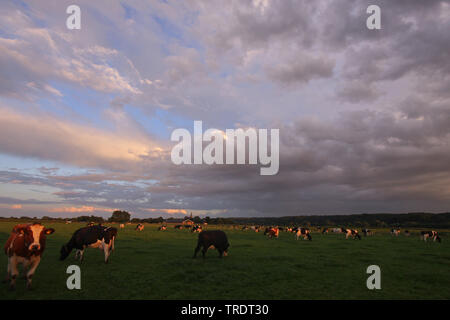 Gli animali domestici della specie bovina (Bos primigenius f. taurus), mucche in un prato, Paesi Bassi, Ooijpolder Foto Stock