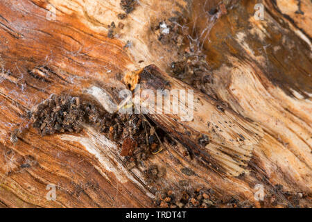Fiamma (Axylia putris, Agrotis putris, Rhyacia putris), seduti su legno, Germania Foto Stock