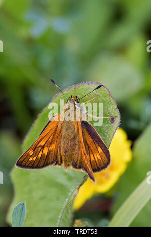 Grande skipper (Ochlodes venatus, Ochlodes venata, Ochlodes sylvanus), seduta su una foglia, Germania Foto Stock