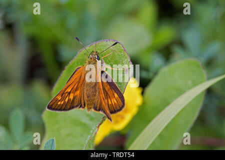 Grande skipper (Ochlodes venatus, Ochlodes venata, Ochlodes sylvanus), seduta su una foglia, Germania Foto Stock