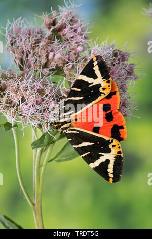 Jersey tiger, Russo tiger (Euplagia quadripunctaria, Callimorpha quadripunctaria, Phalaena quadripunctaria, Panaxia quadripunctaria), seduti su boneset, Germania Foto Stock