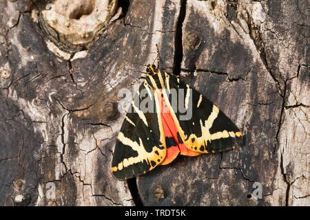 Jersey tiger, Russo tiger (Euplagia quadripunctaria, Callimorpha quadripunctaria, Phalaena quadripunctaria, Panaxia quadripunctaria), seduto sulla corteccia, Germania Foto Stock