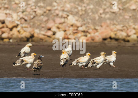 Avvoltoio capovaccaio (Neophron percnopterus, Neophron percnopterus percnopterus), ragazzi e adulti sul terreno, Oman Foto Stock