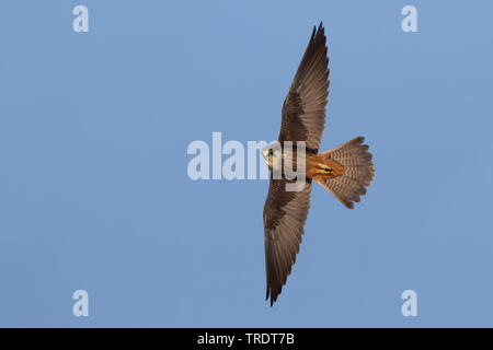 Falco della regina (Falco eleonorae), volare, Cipro Foto Stock