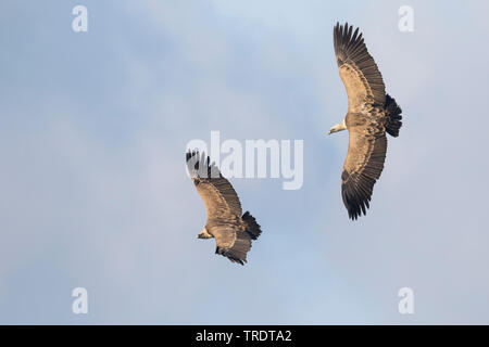 Grifone (Gyps fulvus), due avvoltoi in volo, Spagna Foto Stock