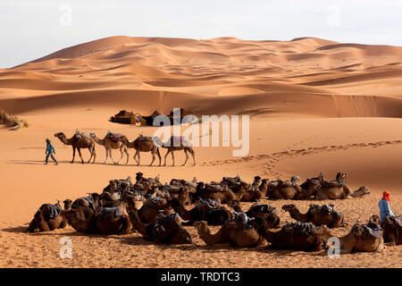 Caravan in Erg Chebbi desert, Marocco Foto Stock