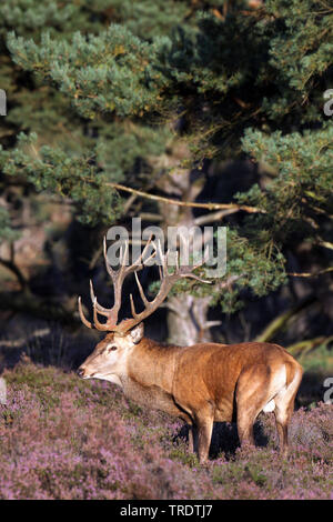 Il cervo (Cervus elaphus), feste di addio al celibato in heath, Paesi Bassi Foto Stock