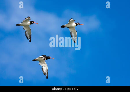 Paleartica (oystercatcher Haematopus ostralegus), tre fyling oystercatchers paleartica nel cielo, Germania Foto Stock