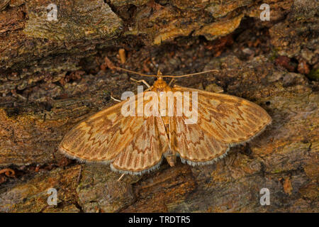 Long-perla alato (Anania lancealis, Perinephela lancealis), sulla corteccia, Germania Foto Stock