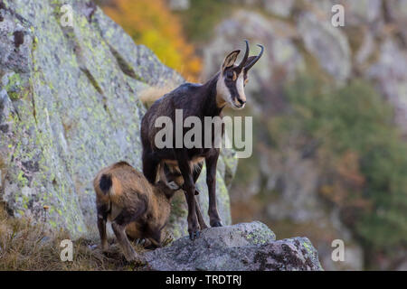 Il camoscio (Rupicapra rupicapra), femmina lattante fawn su autunnale di formazione di roccia, Francia, montagne Vosges Foto Stock