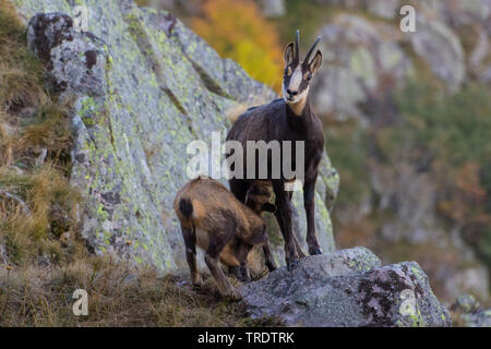 Il camoscio (Rupicapra rupicapra), femmina lattante fawn su autunnale di formazione di roccia, Francia, montagne Vosges Foto Stock