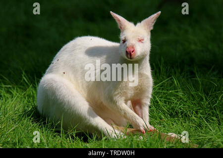 Rosso-un wallaby dal collo, Bennett┤s Wallaby (Macropus rufogriseus rufogriseus, Wallabia rufogrisea rufogrisea), albino Foto Stock