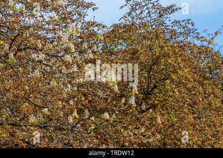 Comune di ippocastano (Aesculus hippocastanum), fioritura in autunno, Germania, Isental Foto Stock