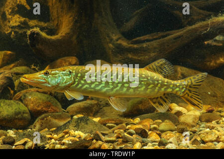 Pike, northern luccio (Esox lucius), piscina, vista laterale, Germania Foto Stock